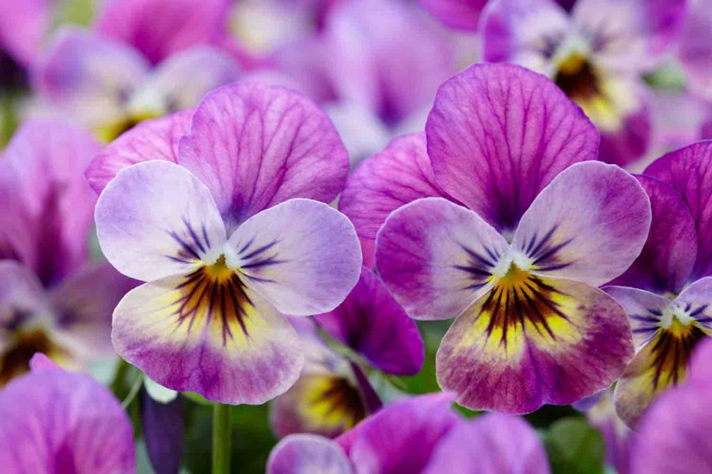violen