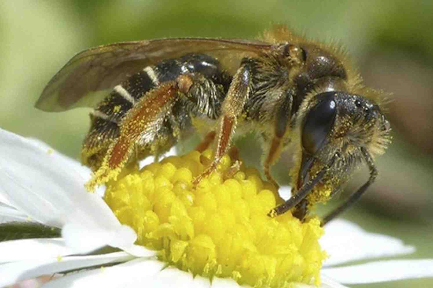 bijentelling, landelijke bijenwerkdag, honingbijen