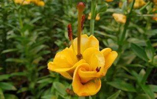 lilium apricot fudge