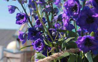 delphinium jewel