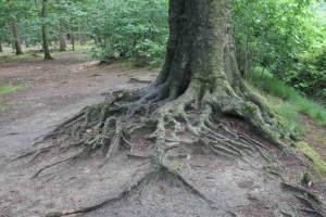 10 bijzondere bomen in Noord-Brabant