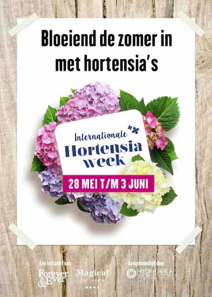 hortensiaweek