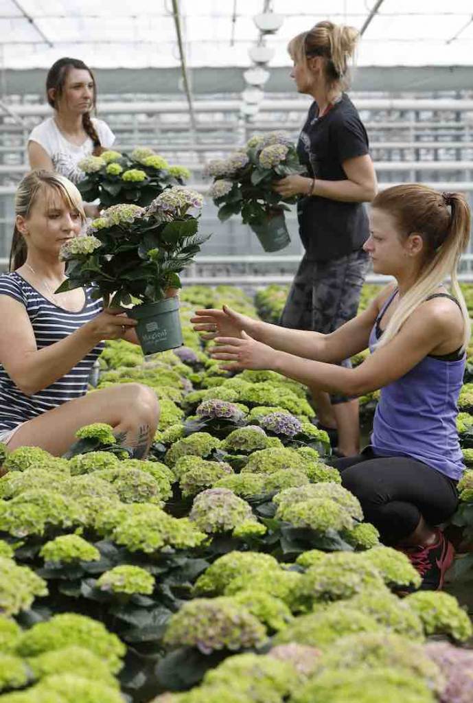 kwekers voor Moederdag