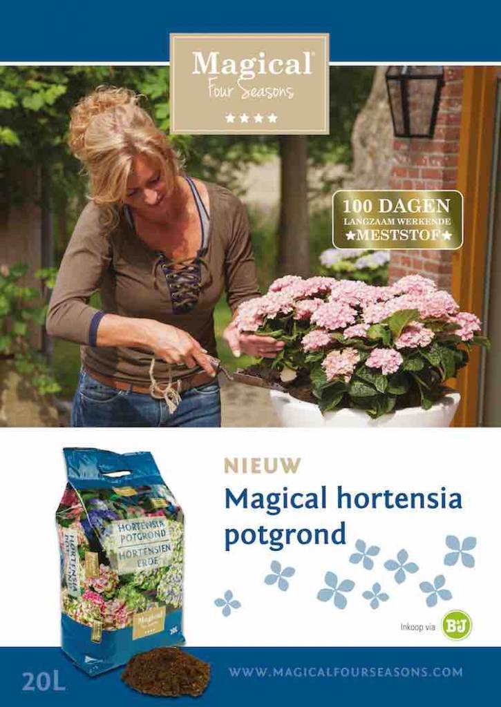 Magical tuinhortensia op stam