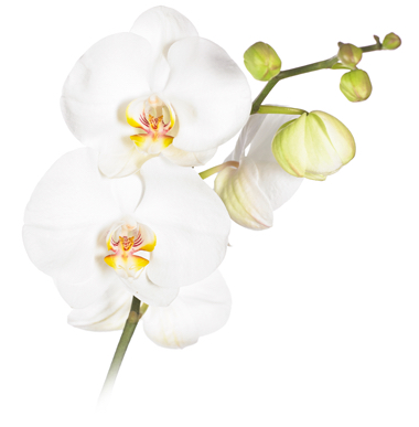 wedding orchid