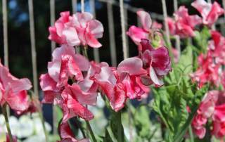 Lathyrus festival