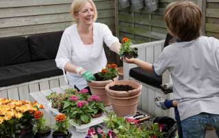 muggen afrikaantje tuinplanten