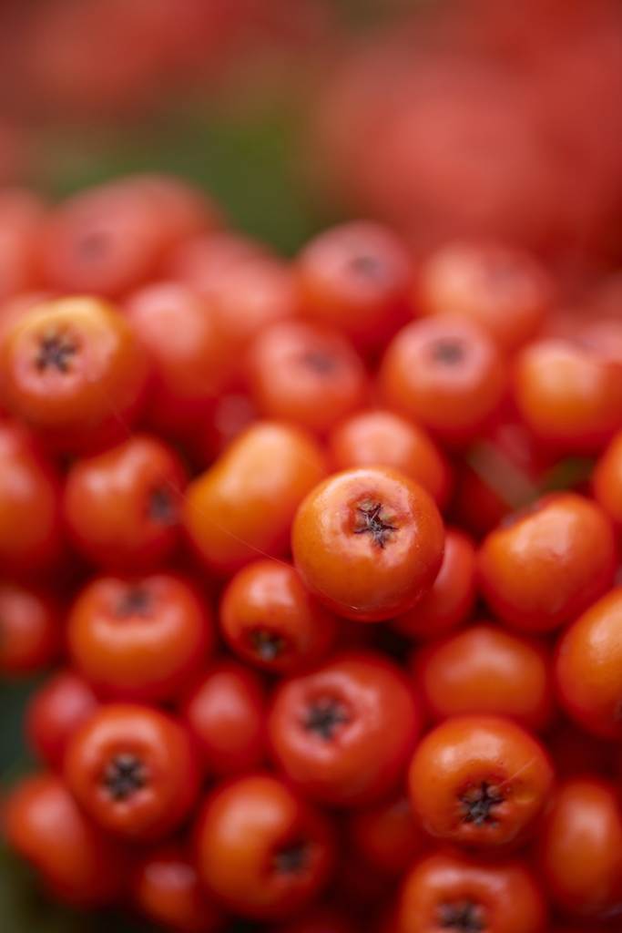 Vuurdoorn Pyracantha