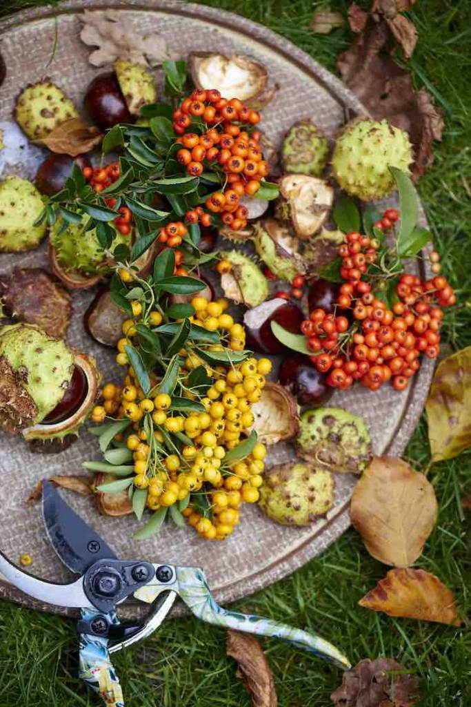Vuurdoorn Pyracantha