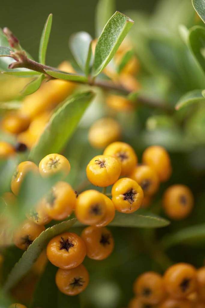 Vuurdoorn Pyracantha