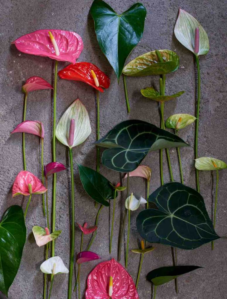 Anthurium