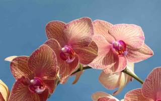 Phalaenopsis Golden Treasure