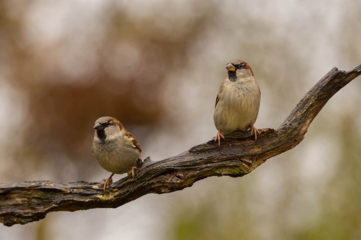 Huismus Meest Getelde Vogel Bij De Tuinvogeltelling - GroenVandaag