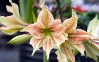 amaryllis eeuwig plezier