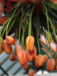 franse tulp