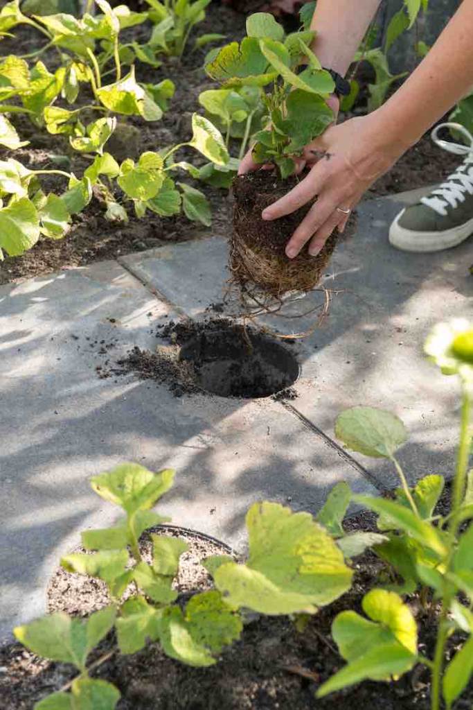 trend en stijltuinen