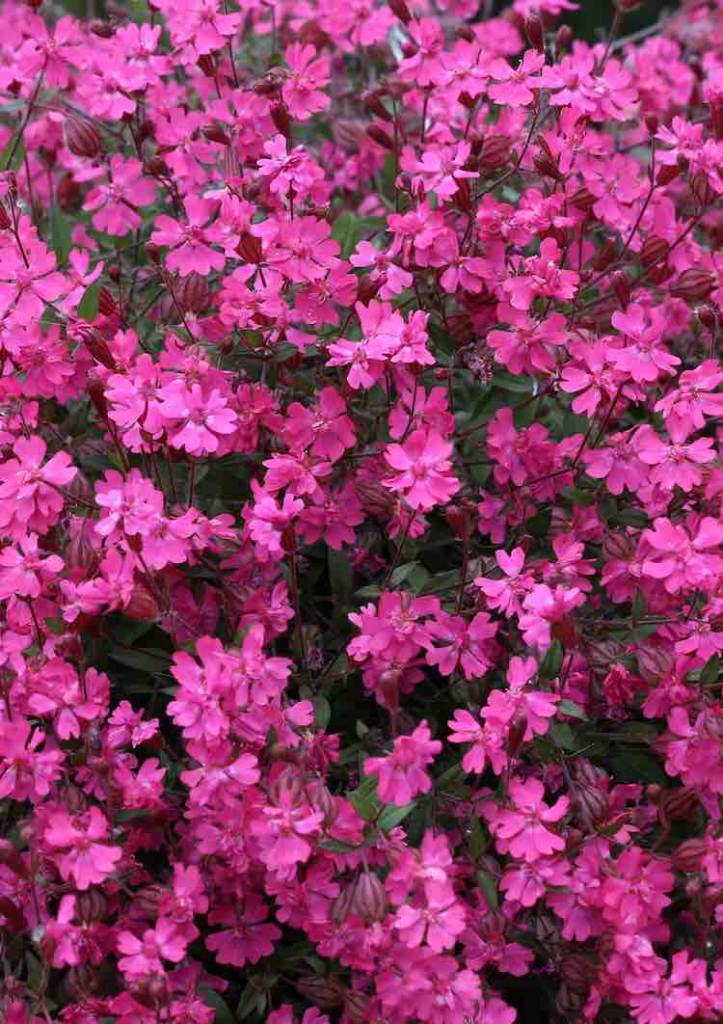 gouden medaille silene