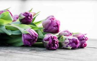 tulipa purple piony