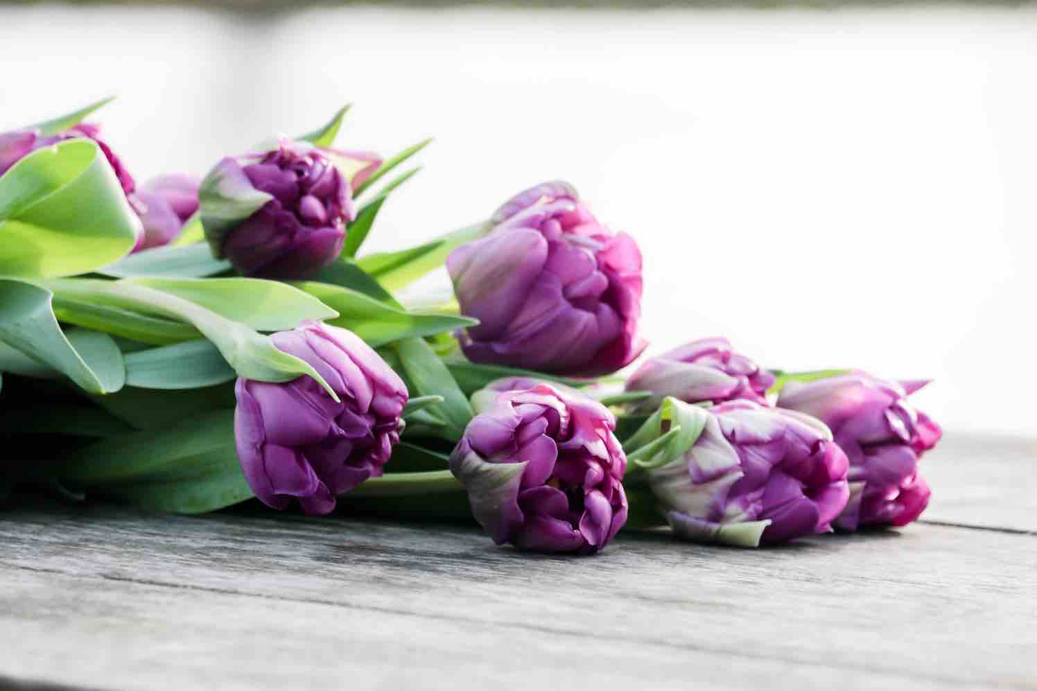 tulipa purple piony