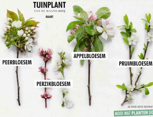 Bloesembomen tuinplanten van de maand maart