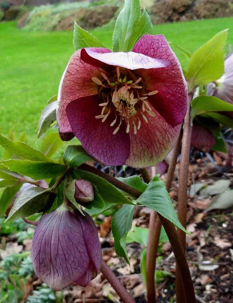 helleborus