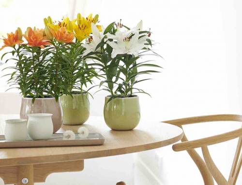 Potlelie: Woonplant van de maand maart