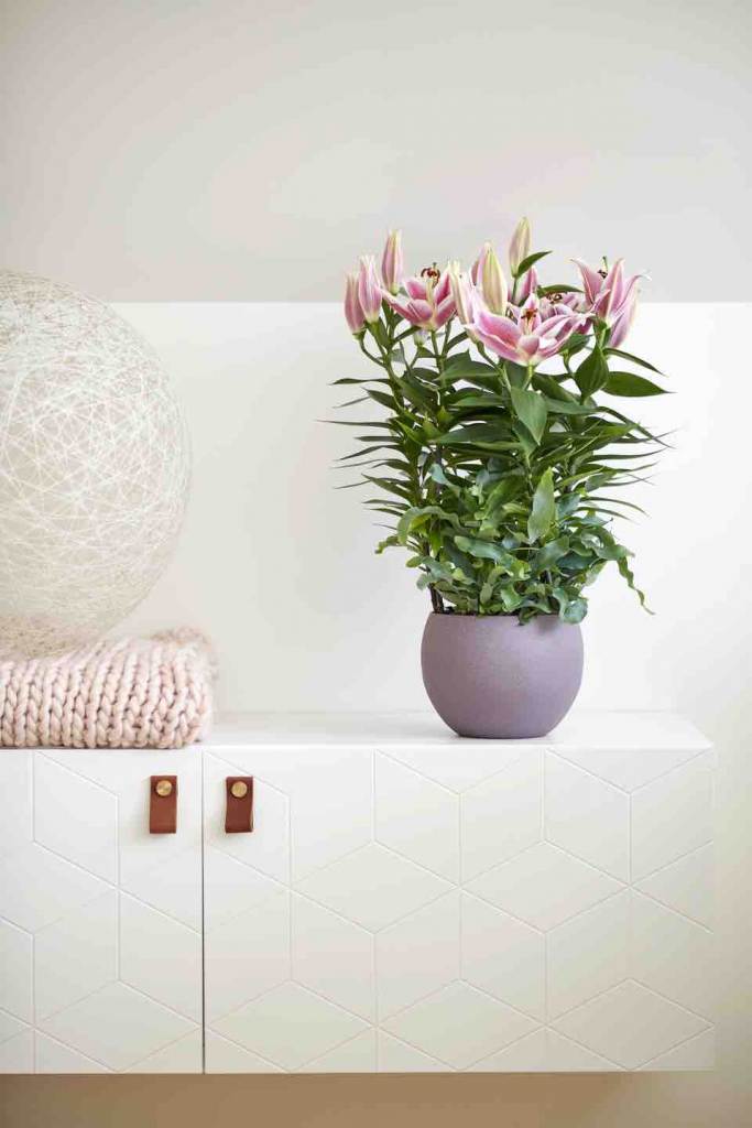 stijlvolle woonplant