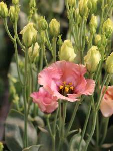 Lisianthus Botanic Pink