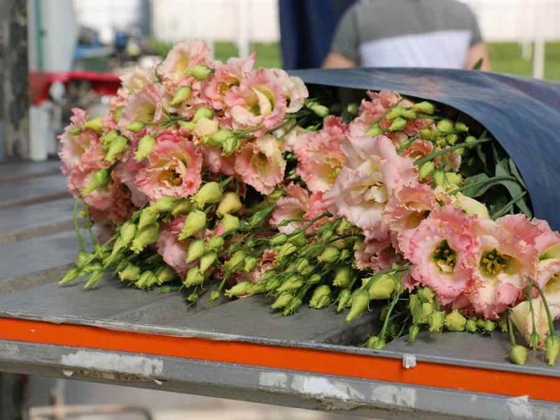 Lisianthus Botanic Pink in de schijnwerpers GroenVandaag