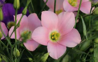 Lisianthus Botanic Pink
