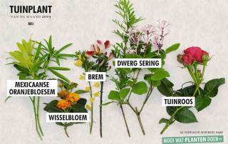 5 geurende tuinplanten 