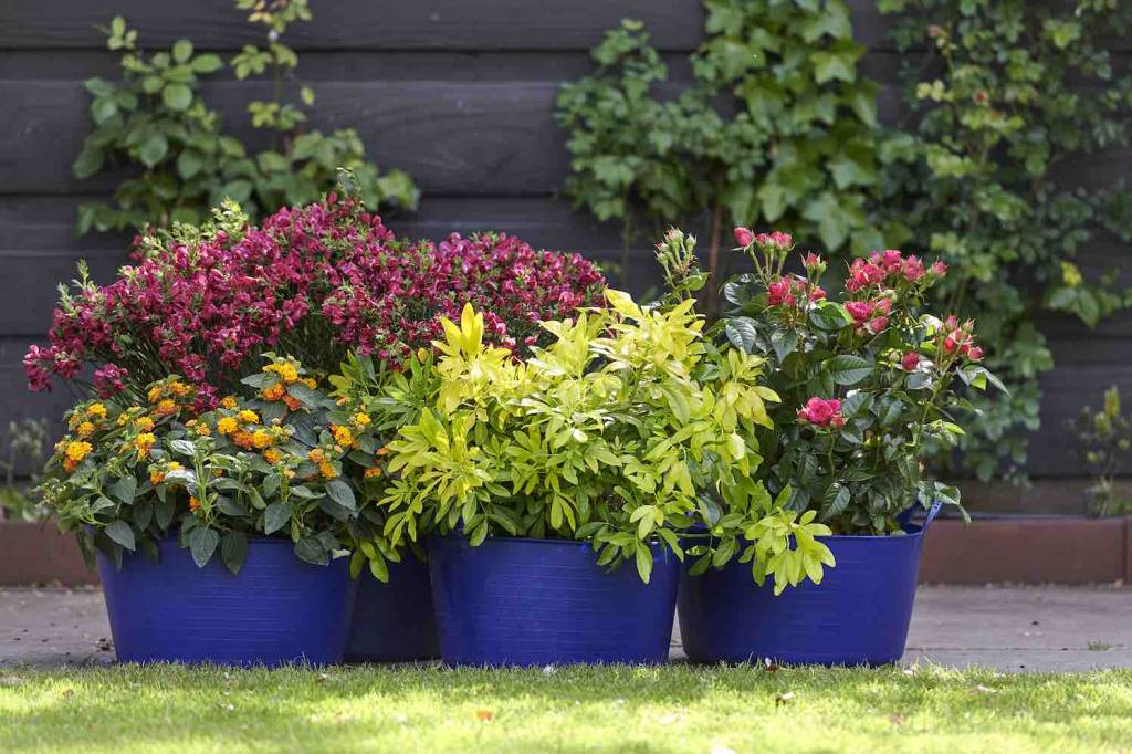 5 geurende tuinplanten  