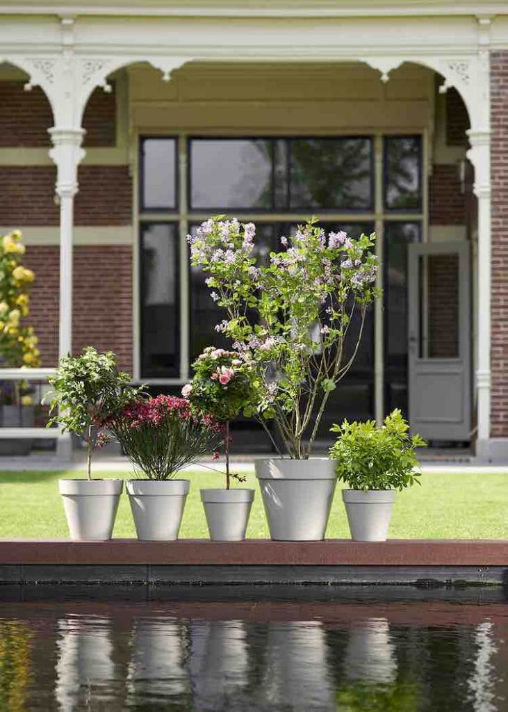 5 geurende tuinplanten