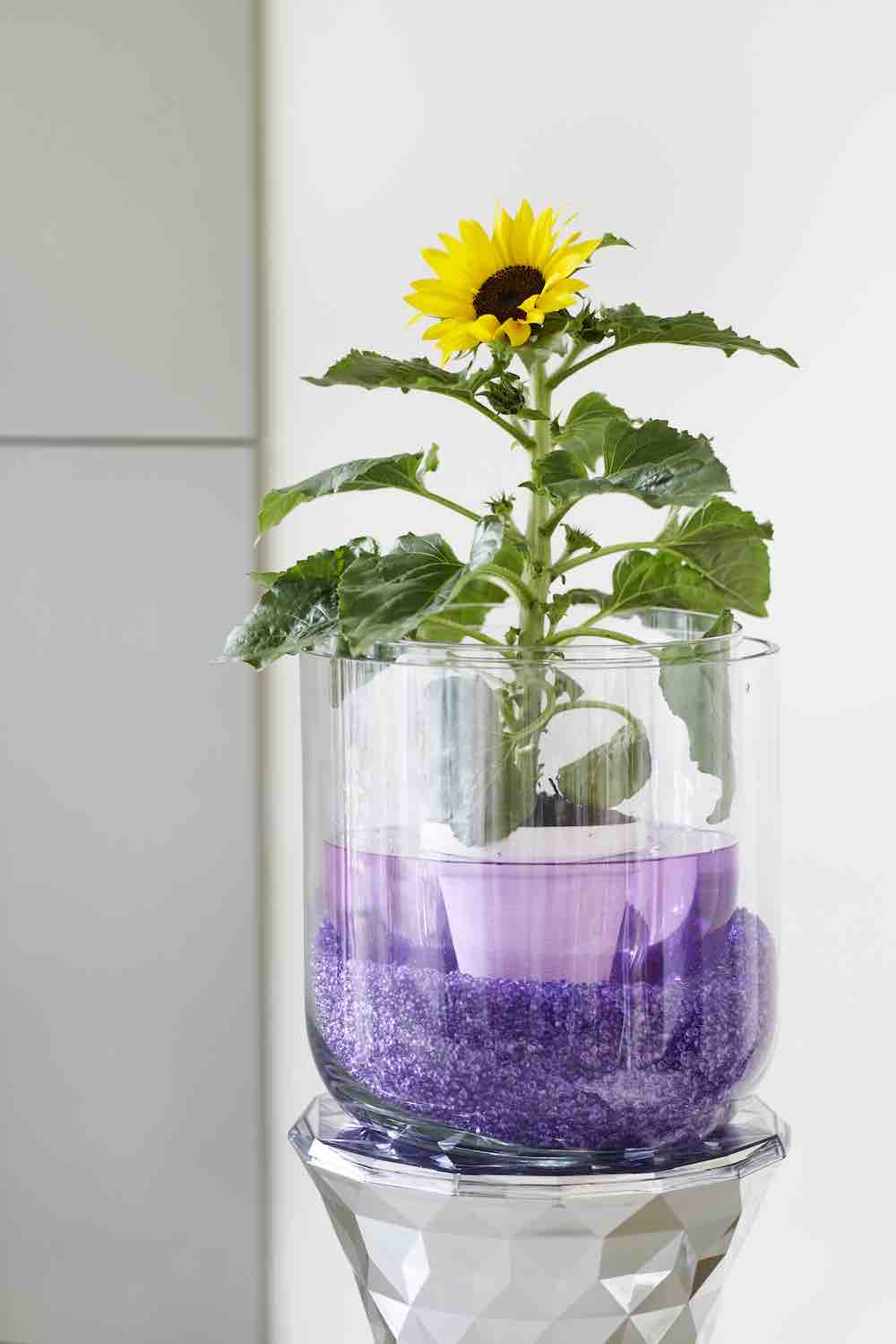 iconische zomerbloeier