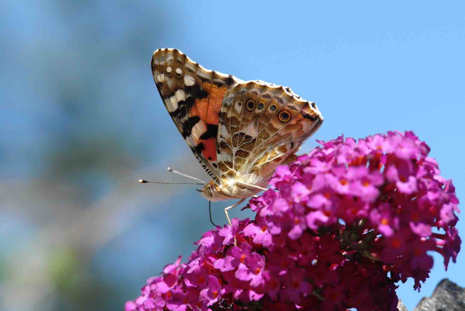 vlindertelling, vlinders