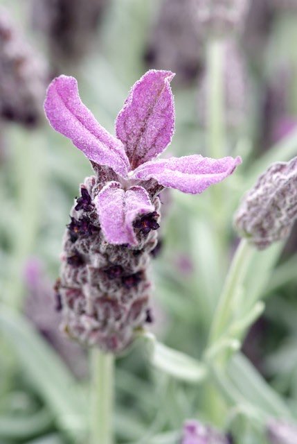 nectarplant