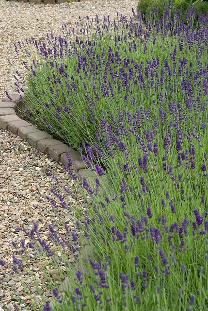 lavendel