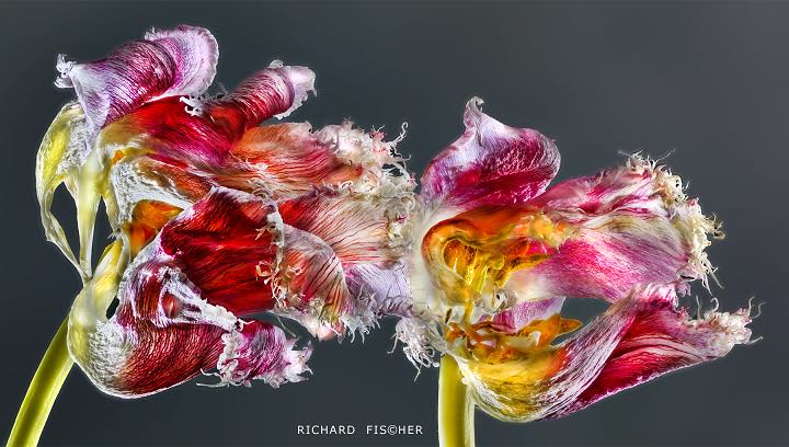 Topfotograaf en ‘bloemenambassadeur’ Richard Fischer komt naar Nederland Tentoonstelling in Flower Art Museum in najaar 2019