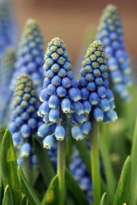 blauw druifje, muscari