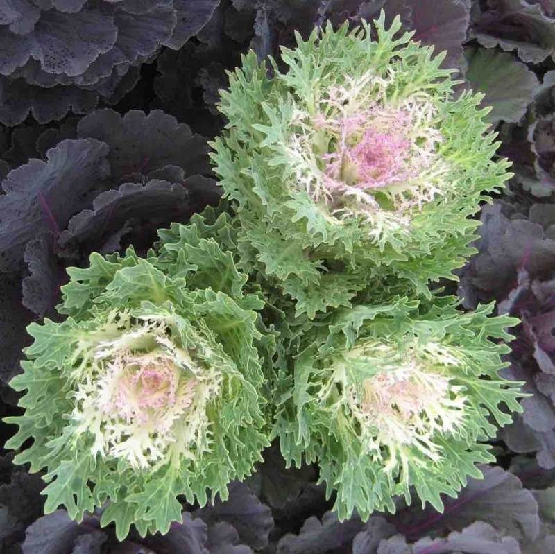 Nieuwe snijbrassica rassen Crane King en Crane Queen GroenVandaag