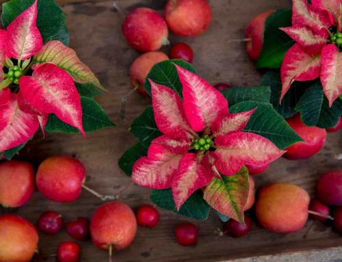 Feestelijke Poinsettia, dat is maandenlang genieten