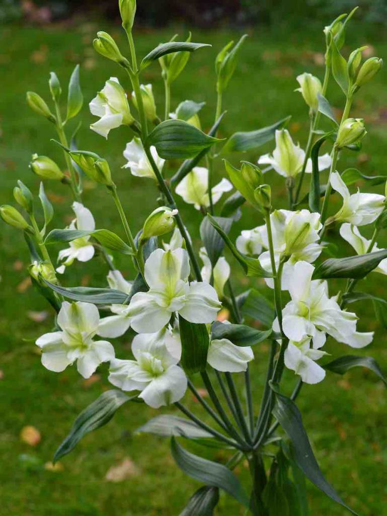 bijzondere snijbloem