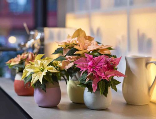 Ster van de Kerst is de kerstster