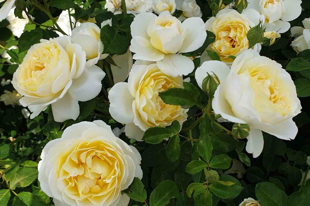 4 Excellence Roses