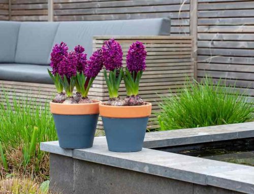 Hyacint, bloem van de zonnegod Apollo