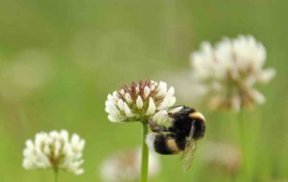 aardhommel, nederlandse natuur