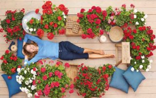 geranium-pelargonium