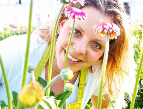 Gerbera vers uit de kas bij je thuis