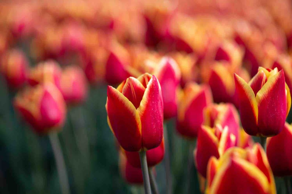 tulp ‘Stay Strong’