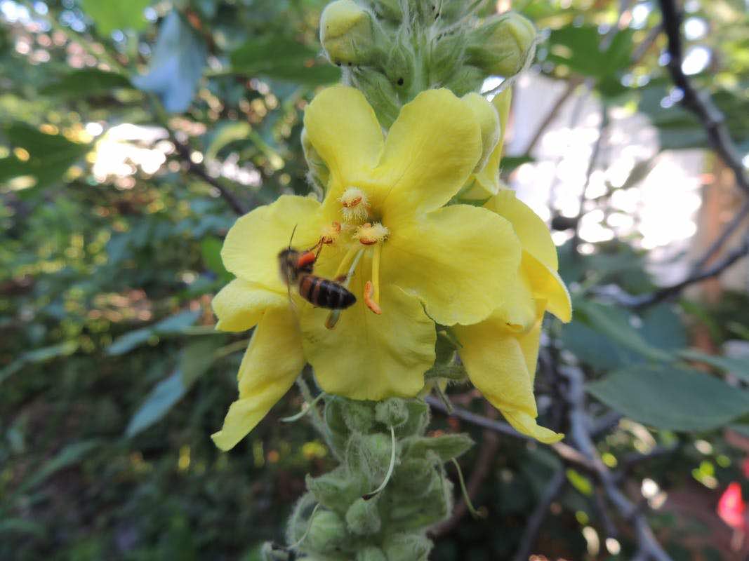 bijenbloemen